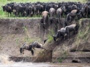 The Great Migration: Inside Africa’s 1,000-Kilometre Journey Where Millions Move to Survive Thousands of wildebeest entering the Mara River during the Great Migration in northern Serengeti, Tanzania
