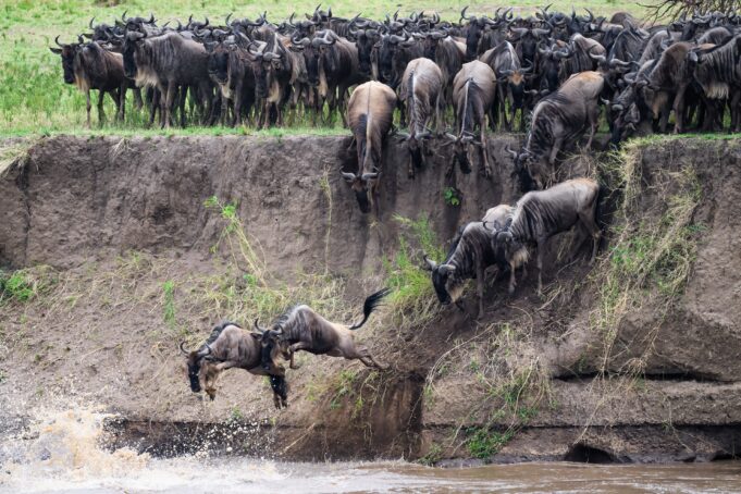 Great Migration Tanzania: Wildebeest Enter the Mara River Thousands of wildebeest entering the Mara River during the Great Migration in northern Serengeti, Tanzania