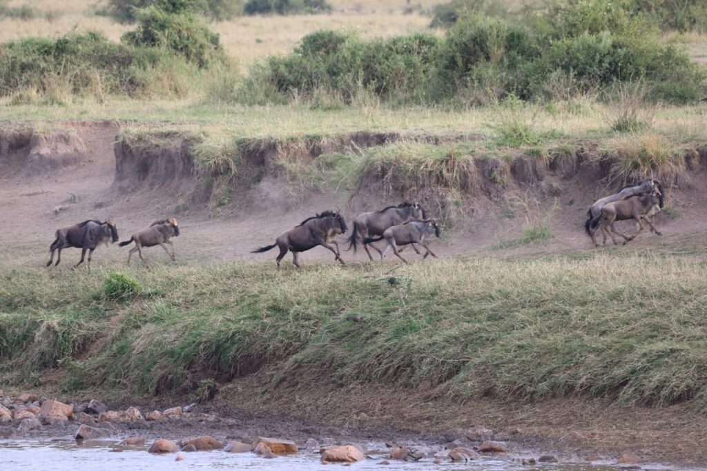 Wildebeest moving along a steep riverbank during the 2026 Great Migration in Serengeti National Park
