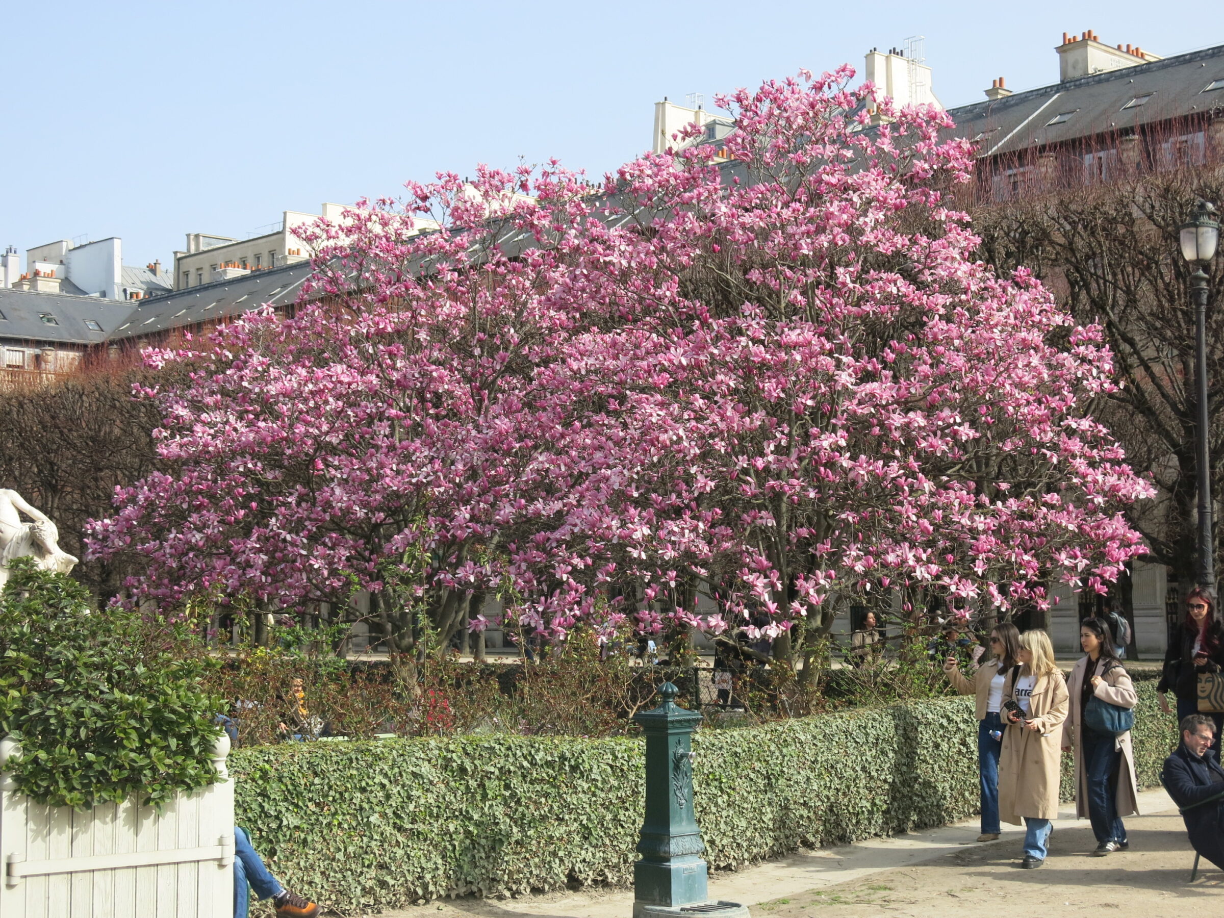 Two women photographing pink cherry blossoms in the Palais-Royal garden near Rue Saint-Honoré