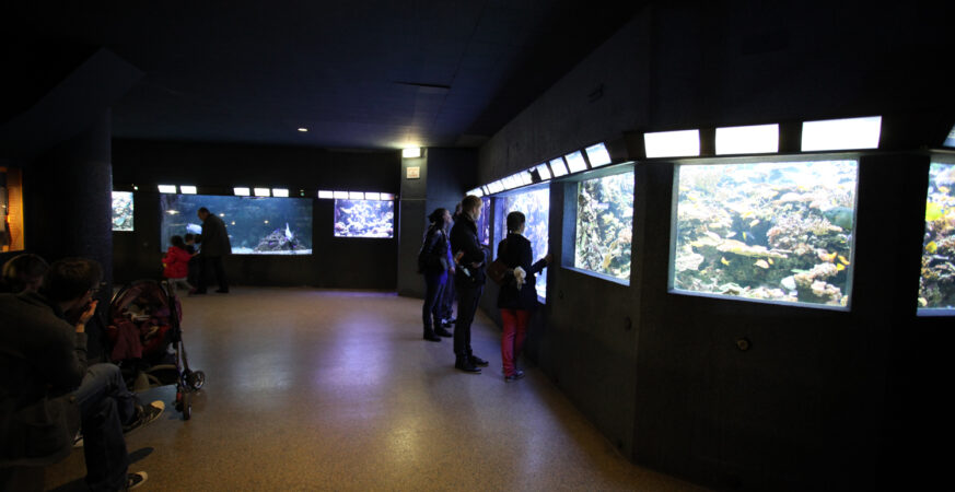 Aquarium tropical du Palais de la Porte Dorée, activité couverte avec des enfants à Paris