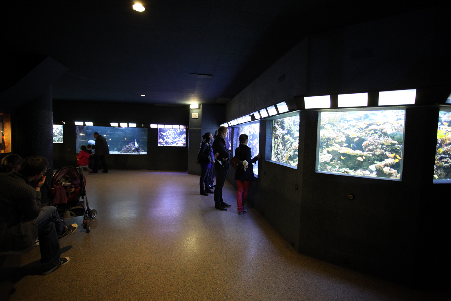 Aquarium tropical du Palais de la Porte Dorée, activité couverte avec des enfants à Paris