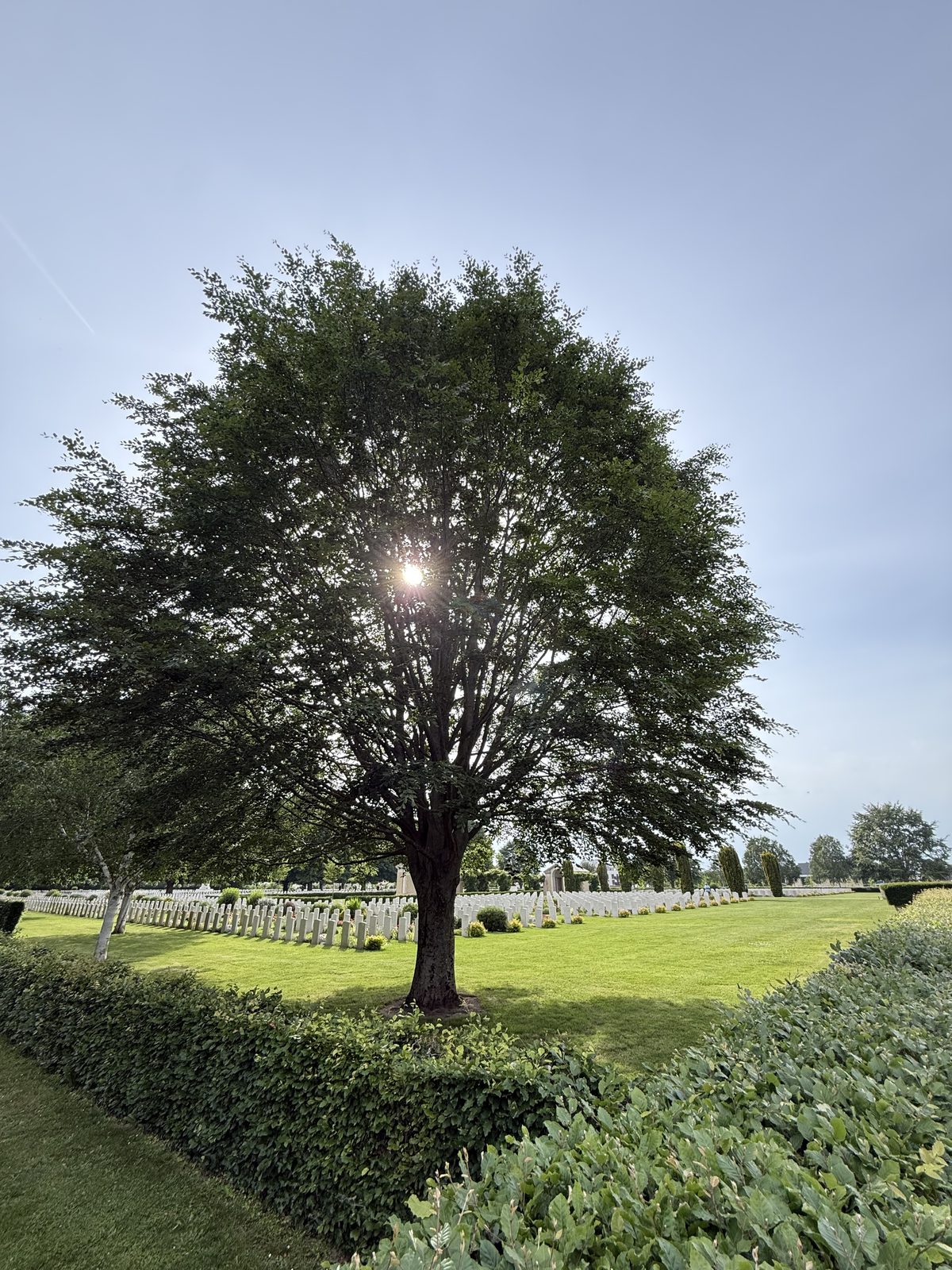 Commonwealth graves beneath a large tree at Bayeux War Cemetery in Normandy