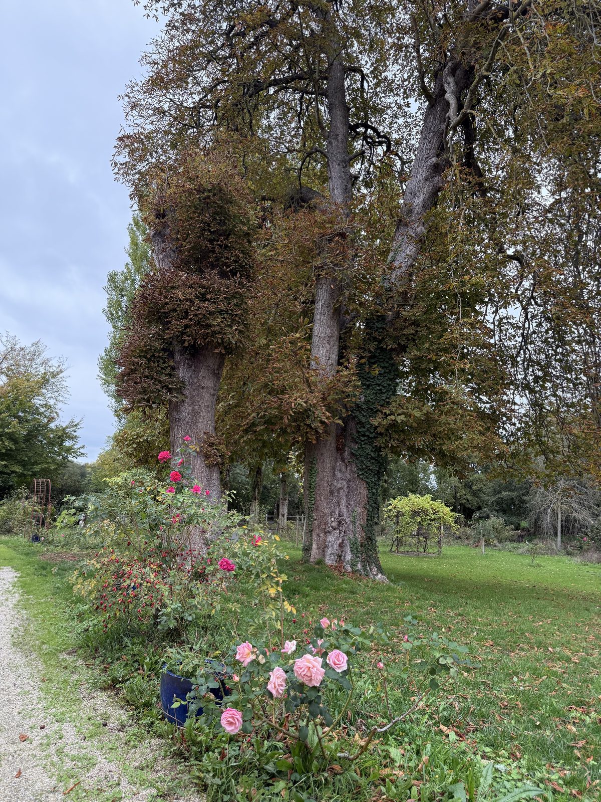 Old trees and roses in the park of Château de Bellefontaine in Bayeux