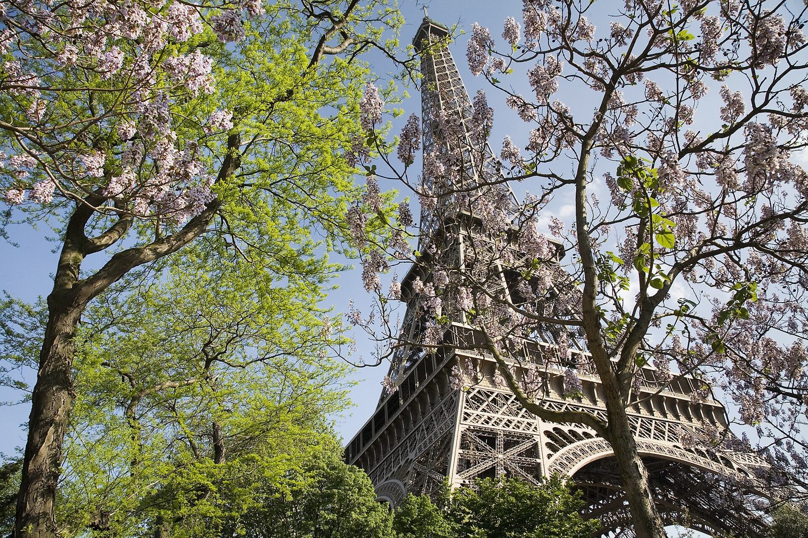 Eiffel Tower framed by spring trees